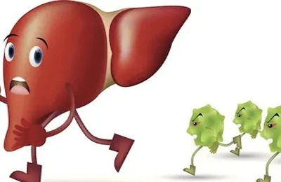 betulin powder protects the liver betulin powder protects the liver